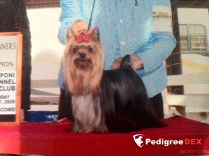 PADDINGTON'S LUKE SKYWALKER